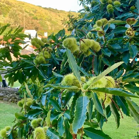 Casa Do Priolo - Villaverde Azores * Feteiras
