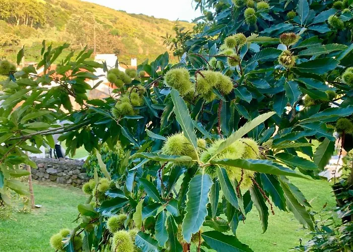 Casa Do Priolo - Villaverde Azores * Feteiras